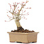 Acer palmatum, 14 cm, ± 20 jaar oud