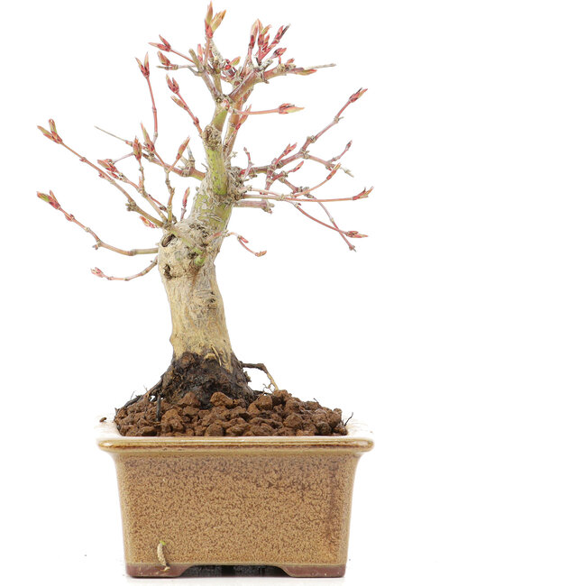 Acer palmatum, 14 cm, ± 20 ans