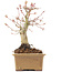 Acer palmatum, 14 cm, ± 20 jaar oud