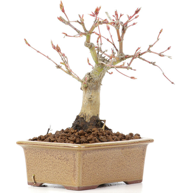 Acer palmatum, 14 cm, ± 20 Jahre alt