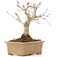 Acer palmatum, 14 cm, ± 20 jaar oud