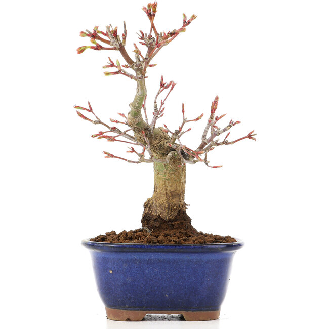 Acer palmatum, 20,5 cm, ± 20 anni