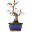 Acer palmatum, 20,5 cm, ± 20 anni