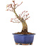 Acer palmatum, 20,5 cm, ± 20 anni