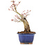Acer palmatum, 20,5 cm, ± 20 years old