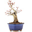 Acer palmatum, 20,5 cm, ± 20 anni