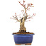 Acer palmatum, 20,5 cm, ± 20 anni