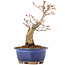 Acer palmatum, 20,5 cm, ± 20 anni