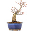 Acer palmatum, 20,5 cm, ± 20 jaar oud