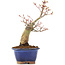 Acer palmatum, 20,5 cm, ± 20 anni