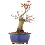 Acer palmatum, 20,5 cm, ± 20 anni