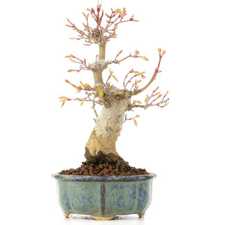 Acer palmatum, 20,5 cm, ± 20 anni