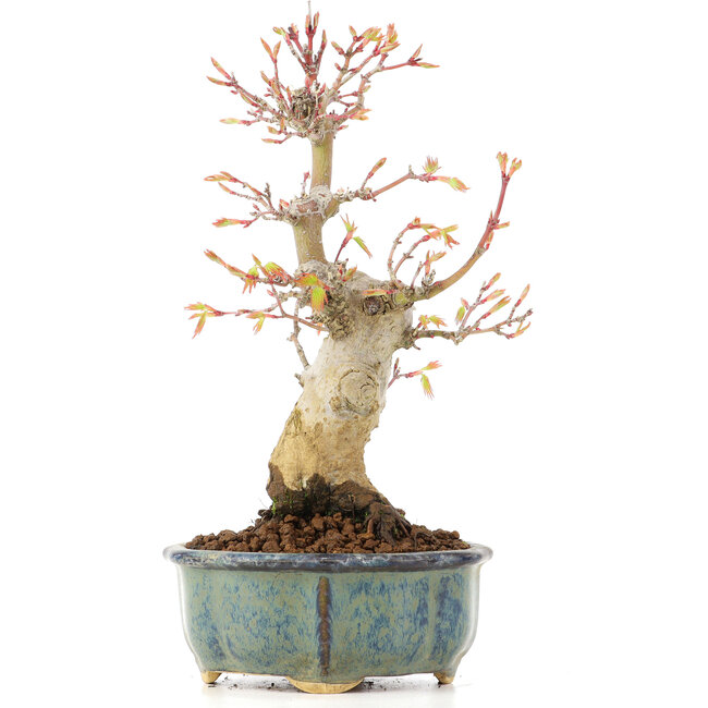 Acer palmatum, 20,5 cm, ± 20 ans