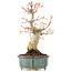 Acer palmatum, 20,5 cm, ± 20 anni