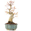 Acer palmatum, 20,5 cm, ± 20 anni