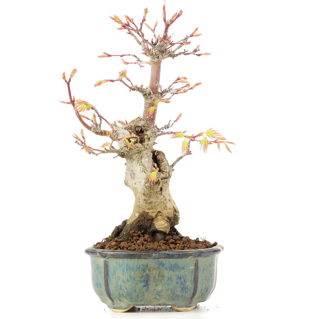 Acer palmatum, 20,5 cm, ± 20 Jahre alt