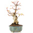Acer palmatum, 20,5 cm, ± 20 ans