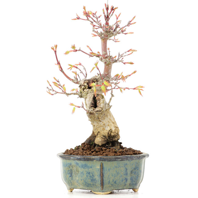 Acer palmatum, 20,5 cm, ± 20 ans
