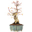 Acer palmatum, 20,5 cm, ± 20 ans