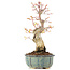 Acer palmatum, 20,5 cm, ± 20 ans