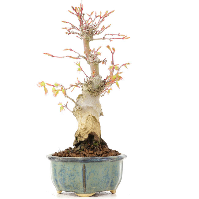 Acer palmatum, 20,5 cm, ± 20 ans