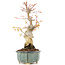 Acer palmatum, 20,5 cm, ± 20 anni