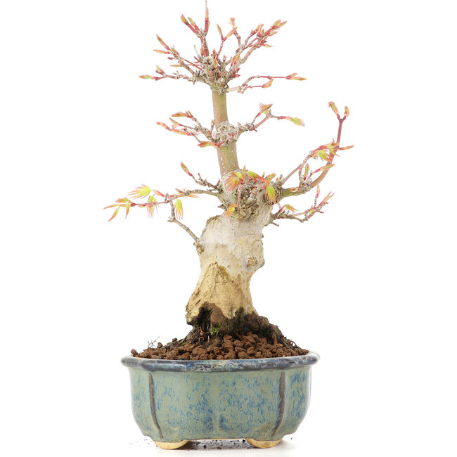 Acer palmatum, 20,5 cm, ± 20 ans