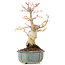 Acer palmatum, 20,5 cm, ± 20 ans
