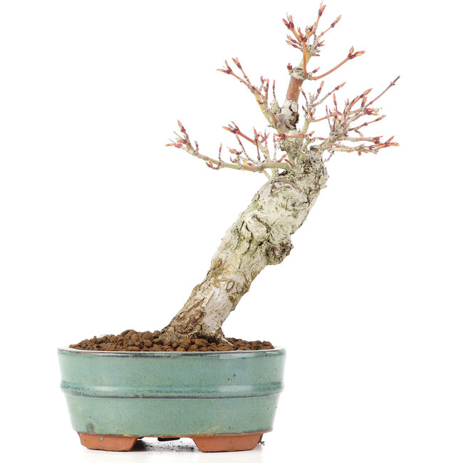 Acer palmatum, 21 cm, ± 20 jaar oud