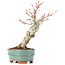 Acer palmatum, 21 cm, ± 20 Jahre alt