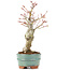 Acer palmatum, 21 cm, ± 20 Jahre alt