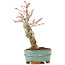 Acer palmatum, 21 cm, ± 20 Jahre alt