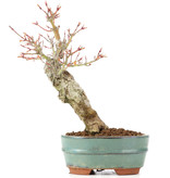 Acer palmatum, 21 cm, ± 20 jaar oud