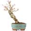 Acer palmatum, 21 cm, ± 20 jaar oud