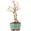 Acer palmatum, 21 cm, ± 20 Jahre alt