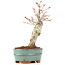 Acer palmatum, 21 cm, ± 20 Jahre alt