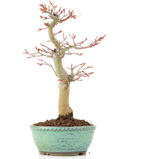 Acer palmatum, 24,5 cm, ± 20 Jahre alt