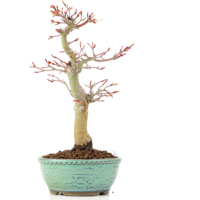 Acer palmatum, 24,5 cm, ± 20 anni