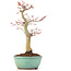 Acer palmatum, 24,5 cm, ± 20 anni