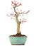 Acer palmatum, 24,5 cm, ± 20 jaar oud