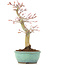 Acer palmatum, 24,5 cm, ± 20 anni