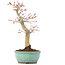 Acer palmatum, 24,5 cm, ± 20 years old