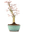 Acer palmatum, 24,5 cm, ± 20 anni