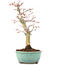 Acer palmatum, 24,5 cm, ± 20 jaar oud