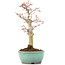 Acer palmatum, 24,5 cm, ± 20 anni