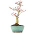 Acer palmatum, 24,5 cm, ± 20 anni