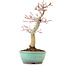 Acer palmatum, 24,5 cm, ± 20 anni