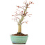 Acer palmatum, 24,5 cm, ± 20 anni