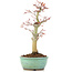 Acer palmatum, 24,5 cm, ± 20 anni