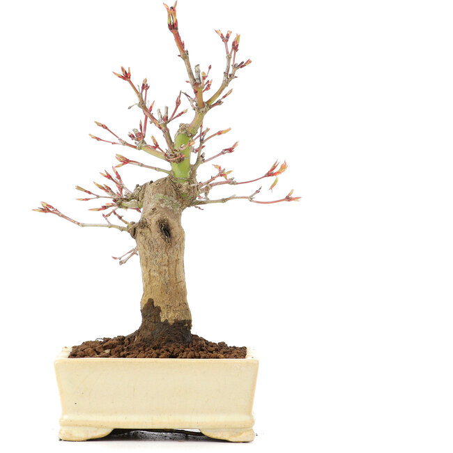 Acer palmatum, 19 cm, ± 20 jaar oud